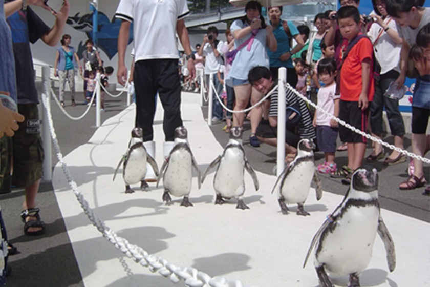 「越前松島水族館」ペンギン
